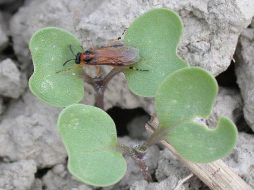 Pilatka řepková, Athalia rosae L (= A. colibri Christ.) Dospělec je oranžový hmyz s průhlednými křídly, černou hlavou a břichem, 6-8 mm dlouhý.