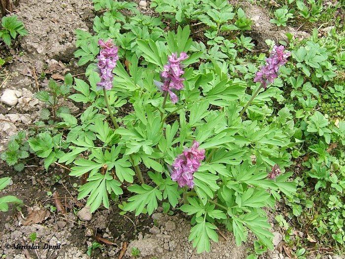 br. 1. Corydalis cava (L.) Schweigg. & Köerte celá rostlina 23 3.2.2. Systematické zařazení Tab. I.