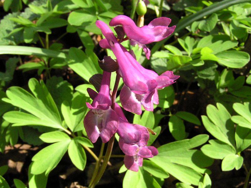 br. 2. Corydalis cava (L.) Schweigg. & Köerte květ 26 3.2.4. Ekologie Dymnivku dutou najdeme v lužních lesích, smíšených listnatých lesích a humózních hájích, někdy i na loukách.