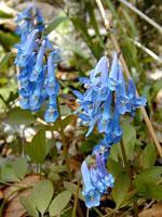 přehled izolovaných látek a jejich biologických vlastností z různých druhů Corydalis by byl velmi rozsáhlý a lze ho nalézt v diplomové práci Kateřiny Salačové (2008) 21. 3.5.