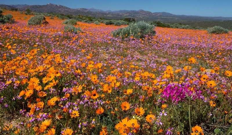 Malcolm Manners (CC BY 2.0) Dimorphotheca sinuata, Namaqualand flowers Skilpad Wildflower Reserve.