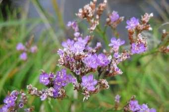 Římanů), Clendula officinalis od 12.
