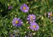 gif Brachycome iberidifolia JN