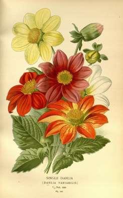 Původ letniček S Amerika Helianthus annuus (slunečnice) Dvouleté Rudbeckie Střední Amerika hlavně Mexiko Tagetes (afrikán, aksamitník) do Evropy druhá polovina 18.