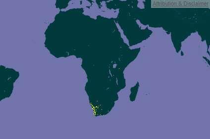 Původ letniček Afrika Lobelia