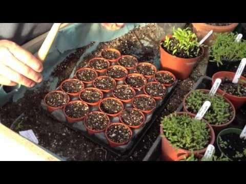 How To Prick Out Your Summer Annuals