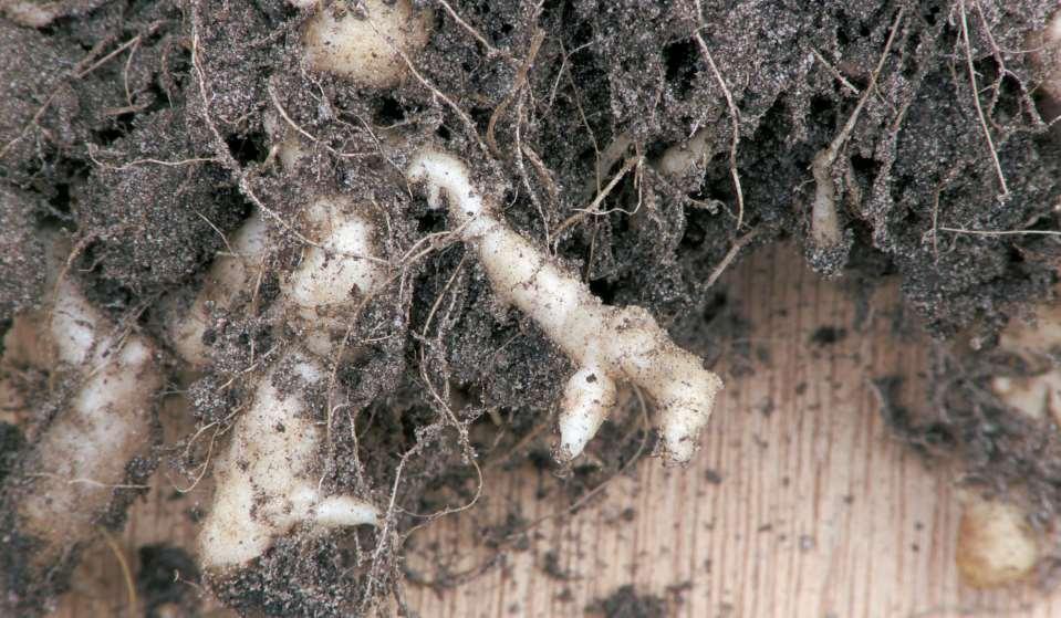 Rasbak (CC BY-SA 3.0) Plasmodiophora brassicae on cauliflower https://upload.wikimedia.