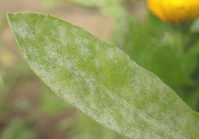 Calendula
