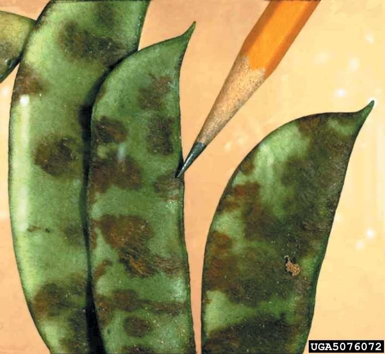 Large, brick red to brown, irregular shaped splotches on pods. Small, thin lesions of the same color can be seen on stems. Causes irregular seed development.