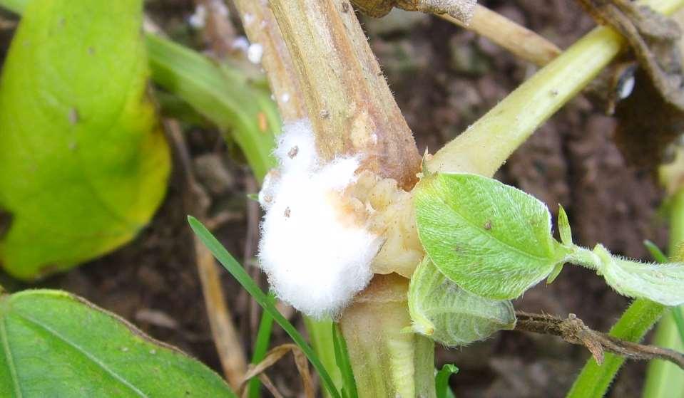 Jymm (Public Domain) Sclerotinia sclerotiorum sur une tige de coco de Paimpol (Phaseolus