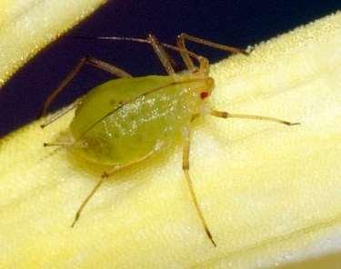 Insecta (hmyz) Sternorhyncha (mšicosaví) Škůdci mšice (Aphidoidea) asi 850 druhů, které mohou napadnou kterýkoliv druh rostliny drobný 0,2 1 mm velký hmyz, sají z povrchových pletiv rostlin, rostliny