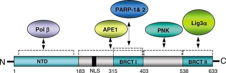 může pravděpodobně sloužit jako senzor DNA zlomů (Lan et al., 2004).
