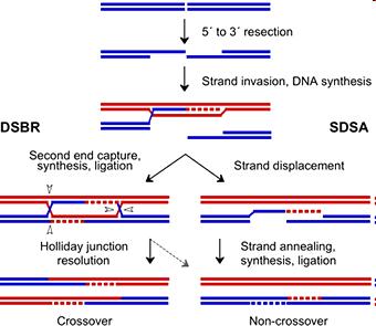části DNA kolem zlomu (na 5' konci) přemístěny. Poté jeden z převislých 3' konců tohoto chromozomu najde nepoškozený homologní chromozom a dochází k jejich propojení prostřednictvím tzv.