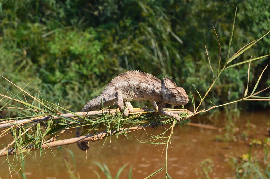 Madagaskar expediční putování po osmém světadílu, domovem lemurů, chameleonů, majestátních baobabů a usměvavých Malgašů Detaily zájezdu Nástupní místa: Antananarivo Cena zahrnuje: dopravu džípy, 10x