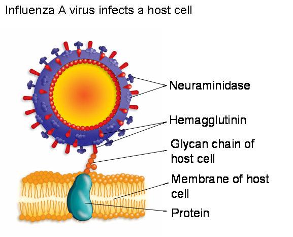 determinanty na povrchu viru (ligandy) + s receptory na cytoplasmatické membráně hostitelské buňky