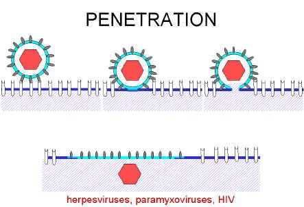 translokace(neobalené viry) celé viriony prochází