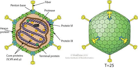 strukturální vnitřní antigeny proteiny a nukleoproteinové komplexy nukleoidu, resp.