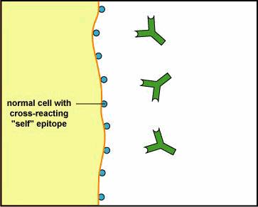 Ab proti virovým Agna povrchu buňky