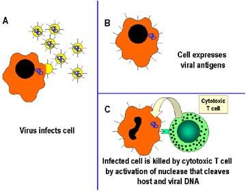 specifická imunita buněčná