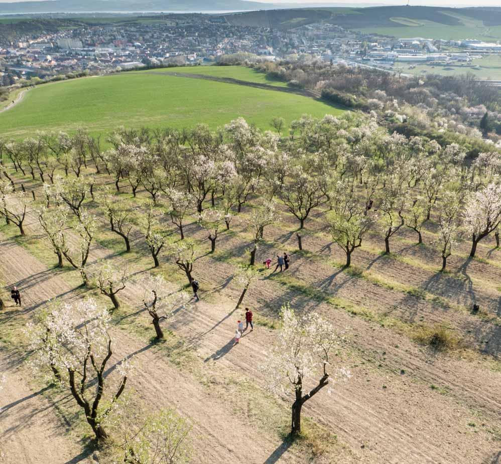 Identifikace ekonomického subjektu: IČ: 70888337 Obchodní jméno: Jihomoravský kraj Adresa sídla: Žerotínovo nám. 3, 601 82 Brno Právní forma: 804 Kraj Datum vzniku: 12. 11. 2000, ústavní zákon č.