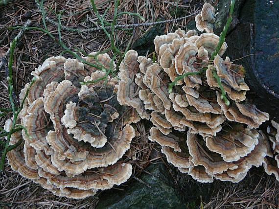 3.5.2 Outkovka pestrá (Trametes versicolor). Obr. č. 3 Trametes versicolor (www.botany.cz) 3.5.2.1 Systémové zařazení Jde o parazitickou houbu dřevokaznou, která napadá bělovou část stromu.