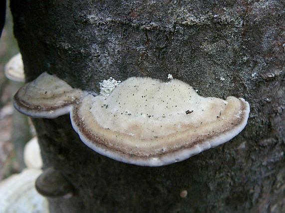 Trametes versicolor se podobá Trametes ochracea, která má: - tlustší přirůstání klobouku, -