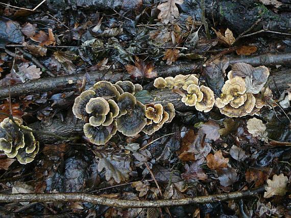 lesklé pruhy. Obě houby rostou často na stejném kmeni. Obr. č. 5 Outkovk pásovitá /Trametes ochracea/ (www.