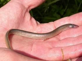 0204 Fauna obratlovců ČR (+SR) 1.