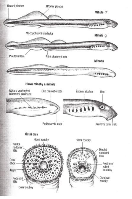 Lampetra fluviatilis Lampetra planeri