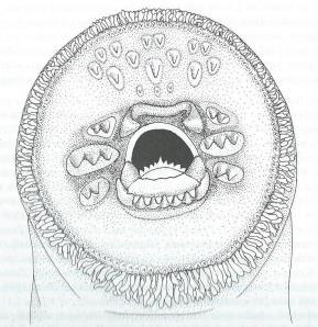 Petromyzon marinus Lampetra fluviatilis > 5