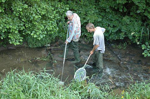 Eudontomyzon mariae mihule ukrajinská Ukrainian brook lamprey