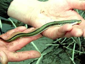 Holčík (ed.) The Freshwater fishes of Europe. Vol.
