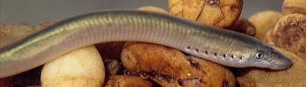 presented which suggests that the nonparasitic lamprey, Lampetra
