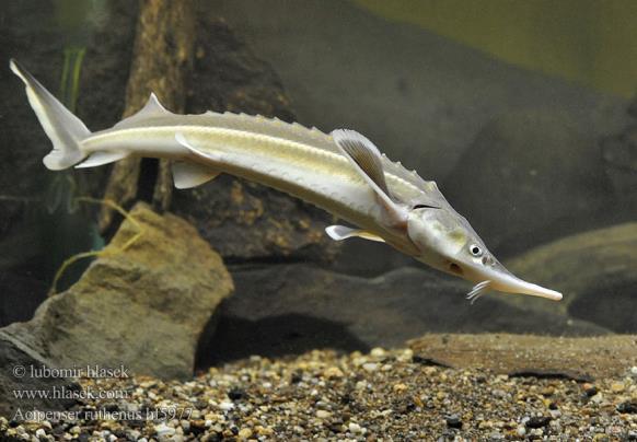 Actinopterygii - paprskoploutví Cladistia (bichiři) Actinopteri Chondrostei (chrupavčití) Neopterygii Ginglymodi (kostlíni)
