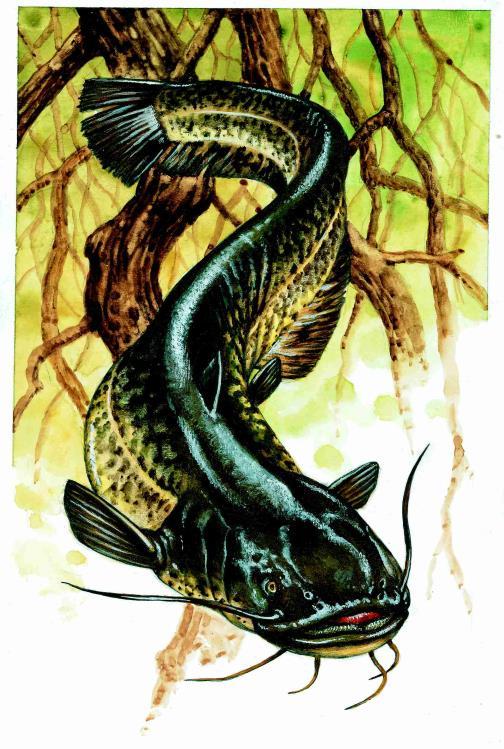 Silurus glanis Linnaeus, 1758 sumec velký největší ryba v ČR
