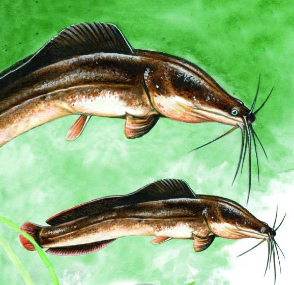 Clarias gariepinus (Burchell, 1922) keříčkovec jihoafrický Od 90.