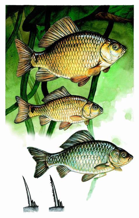 Carassius carassius