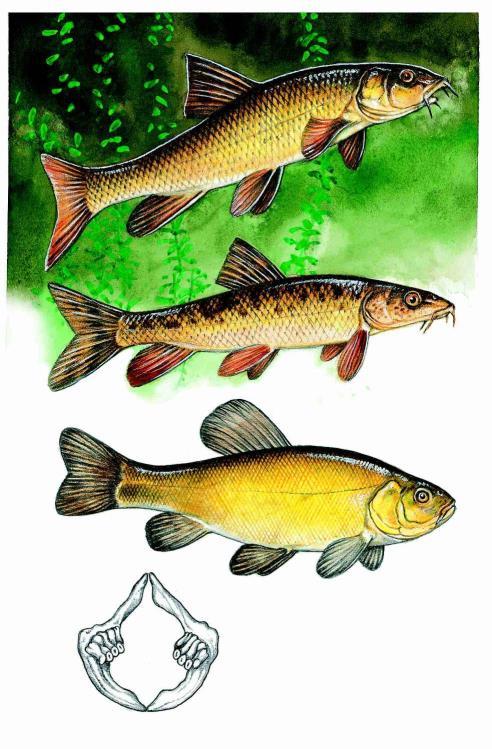 Barbus barbus (Linnaeus, 1758) parma