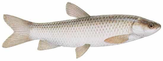 Cypriniformes - Máloostní Cyprinidae kaprovití: SQUALIOBARBINAE: - nepůvodní Ctenopharyngodon idella (Valenciennes, 1844) amur bílý Mylopharyngodon piceus (Richardson, 1846)