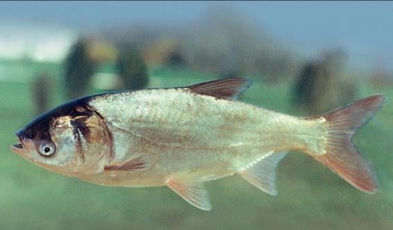 XENOCYPRINAE Hypophthalmichthys molitrix tolstolobik bílý introdukovaná ryba z povodí Amuru dovezen v 1964 chován v teplých rybnících jižní Moravy a jižního a východního Slovenska, úniky (zejm.