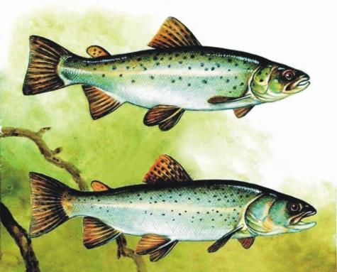 obecný 2001-2005 Salmo trutta Linnaeus,