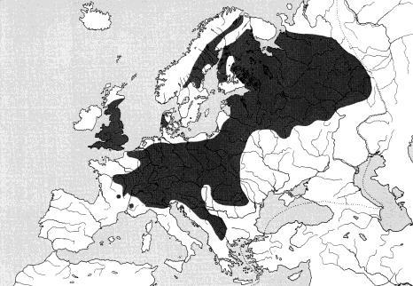 Thymallus