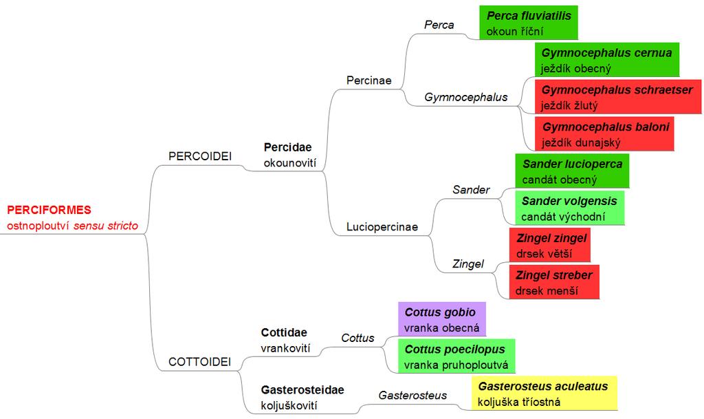 RYBY (Actinopterygii) v ČR a SR