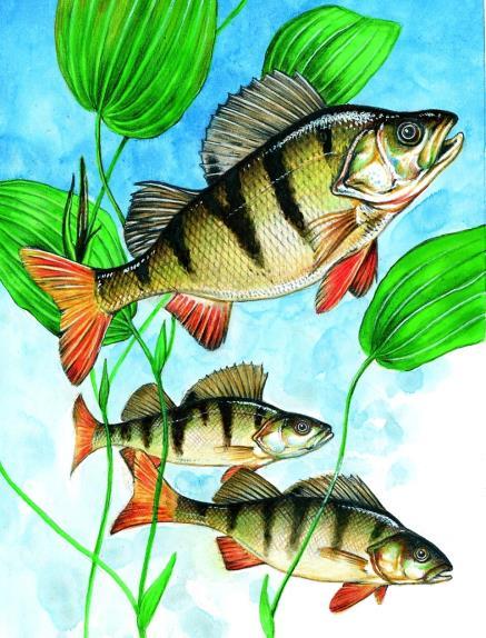 Ostnoploutví Perciformes okounovití (Percidae) Perca fluviatilis Linnaeus, 1758 okoun říční, LC/LC/- Gymnocephalus cernua (Linnaeus, 1758) ježdík obecný, LC/LC/- Gymnocephalus baloni Holčík et