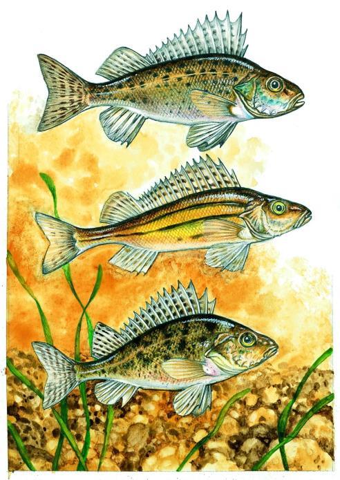 Gymnocephalus cernua (Linnaeus, 1758) ježdík