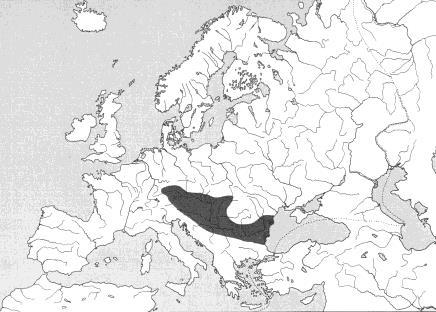 Gymnocephalus schraetser ježdík žlutý