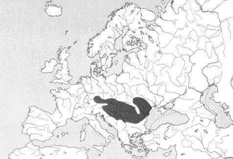 Zingel zingel drsek větší Zingel streber drsek menší 1992-2005 2003-2005 Cottidae