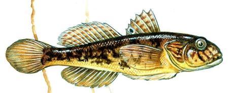 druhu či zavlečení sportovními rybáři 1994-2005 Neogobius melanostomus (Pallas, 1814) hlaváč