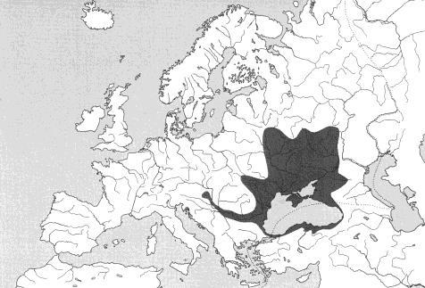 fluviatilis 1970 Balaton, v Dunaji u Štúrova a v dolním Hronu invazní druhy hlaváčů (Gobiidae)