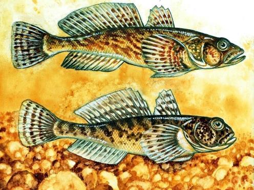 B. gymnotrachelus: 1999 Karloveské rameno u Bratislavy, dnes i v Dunaji u Bratislavy P.